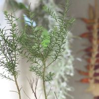 ライスフラワー,室内,わが家の観葉植物❢,復興を祈るの画像