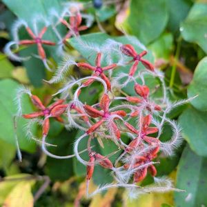センニンソウ,仙人草,雑草,山野草,野草の画像