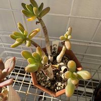 セダム,八千代,八千代♡の画像