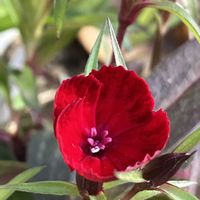 グラジオラス,マンリョウ,どんぐり,サルビア・ガラニチカ,モミジバフウの画像