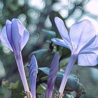 ルリマツリ,紅葉,ビオラ,イロハモミジ,イワヤツデの画像