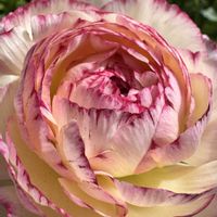 ラナンキュラスの画像