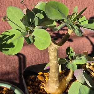 オトンナ トリプリネルビア,オトンナ アルブスクラ,多肉植物,塊根植物,実生の画像