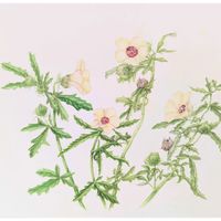 ウインターコスモス,ギンセンカ,ハイビスカス トリオナム,ふゆ,F4の画像