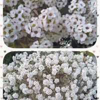 スイートアリッサム ,小さな花,もりもり,香る花,小さい花の画像