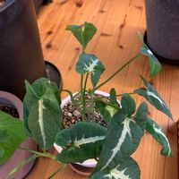 シンゴニウムの画像