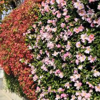 サザンカ,ミカン,モミジ,柚子の画像