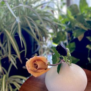 植物のある暮らし,ヒヤシンス水耕栽培,GSに感謝。,ばら バラ 薔薇,マンション暮らしの画像