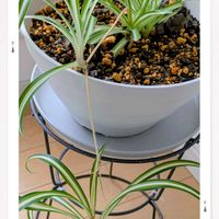 オリヅルラン,オリヅルラン,見てくれてありがとう♡の画像