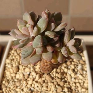 シルバースター,ブルーアップル,多肉植物,葉挿し,多肉初心者の画像