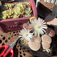 リトープス,かわいいな♡,GS日和の画像