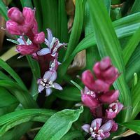 吉祥草,花のある暮らし,私の癒し,12月の庭,バラと夢CLUBの画像