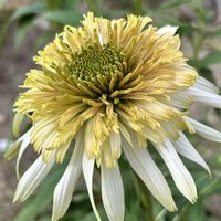 エキナセア,エキナセア メレンゲ,我が家の庭の画像