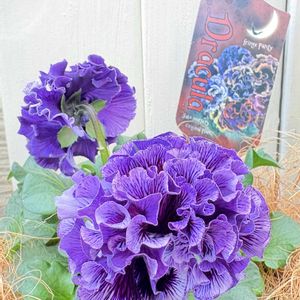 ギャザリング,ベランダ管理,パンジードラキュラ,佐藤園芸の画像