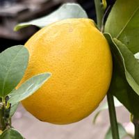 レモン,ミカン科,食用,さんぽ,ヒマラヤ原産の画像