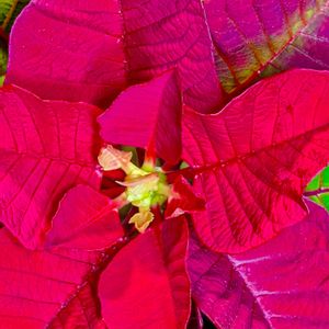 ポインセチア,ショウジョウボク,ポインセチア（猩々木）,猩々木.,♡クリスマスフラワー♡の画像