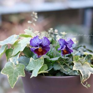 ビオラ　ラブラドリカ,フォックスリータイム,ヨコハマセレクション フレアブルー,ゴールデンヘデラ,HTCの画像