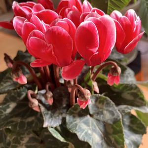 ミニシクラメン,晴れた日,こんな風景が好き,窓辺の画像