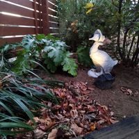 ヤブラン,ユーフォルビア・ダイヤモンドフロスト,ルピナス,ルピナス,ヒューケラの画像