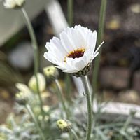 ノースポール,ノースポール,ローダンセマム,金魚草,金魚草の画像