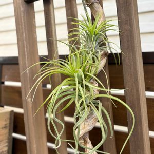 チランジア,ブラキカウロス,ブルボーサ,カプトメデューサエ,チランジア イオナンタ ドゥルイドの画像