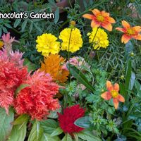 ガイラルディア,ケイトウ,ホトトギス,マリーゴールド,ビーダンスの画像