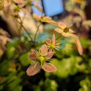 ダイモンジソウ,ダイモンジソウ・聖,ダイモンジソウ　ちえみ,花言葉,全てに祈りを♪の画像