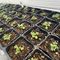 種まき,小さな庭の画像