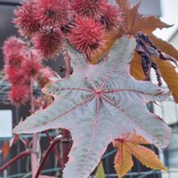 チェリーセージ,トウゴマ,ドウダンツツジ,いつもありがとう♡,花散歩の画像