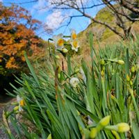 スイセンの画像