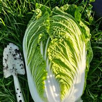 ハクサイの画像