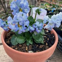 プリムラ,プリムラ ポリアンサ,ガーデンプリムラアラカルトシュシュ,パンジー フェデネージュ,フェデネージュ・トイプーの画像