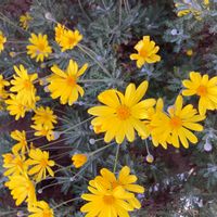 ユリオプスデージーの画像