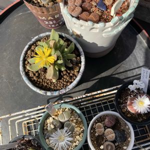 リトープス,多肉植物の花芽,ビジリア,多肉植物,開花の画像