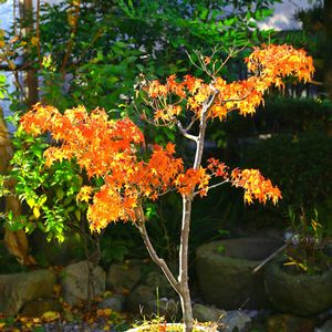 イロハモミジ,イロハモミジ。,小さな庭（植木鉢）の画像