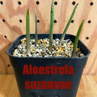 アロエ,アロエ・スザンナエ,アロエストレラ属の画像