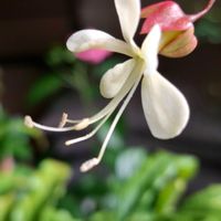 イチゴ,クラリンドウ,クラリンドウ,クラリンドウ,イチゴの花の画像