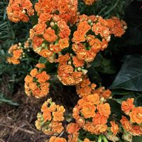 チェリーセージ,ベニベンケイ(黄),千葉散策,お出かけ先の画像