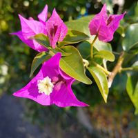 ブーゲンビリア,ピンク,ピンクの花,大好きな花,シルエット❤︎の画像