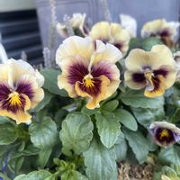 カルーナ,ヘリクリサムライム ミニ,パンジーマシェリマダム,寄せ植えの画像