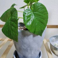 ウンベラータ,フィカス,観葉植物,初心者,キッチンの画像