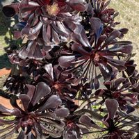 マーガレット,黒法師,溢れ種,9日は黒法師の日の画像