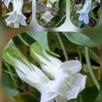 クチナシ,クチナシ,クチナシ,サザンカ,サザンカの画像