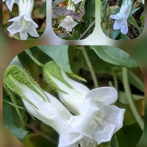 クチナシ,クチナシ,クチナシ,サザンカ,サザンカの画像