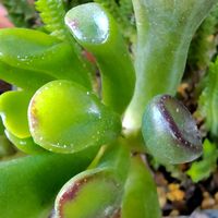 ゴーラム,ゴーラム（宇宙の木）,ゴーラム　たなばたの画像