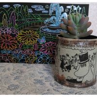 乙女心,多肉植物,自作リメ缶,ムーミンの日,チーム新潟の画像