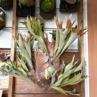 ビカクシダ,Platycerium bifurcatum,ウラボシ科,ビカクシダ属,着生シダの画像