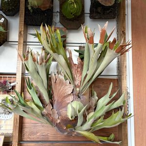 ビカクシダ,Platycerium bifurcatum,ウラボシ科,ビカクシダ属,着生シダの画像