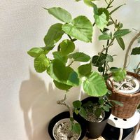 フィカス　ウンベラータ,フィカス,フィカス ベンガレンシス,森林浴,癒しの空間の画像