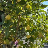 ユーフォルビア 白雪姫,原種シクラメン コウム,おでかけ先の画像